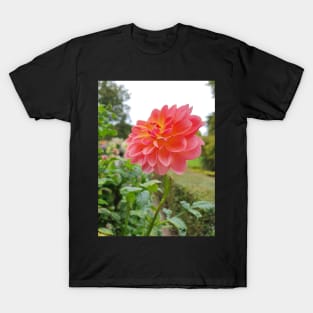 Pretty Pink and Yellow Dahlia T-Shirt